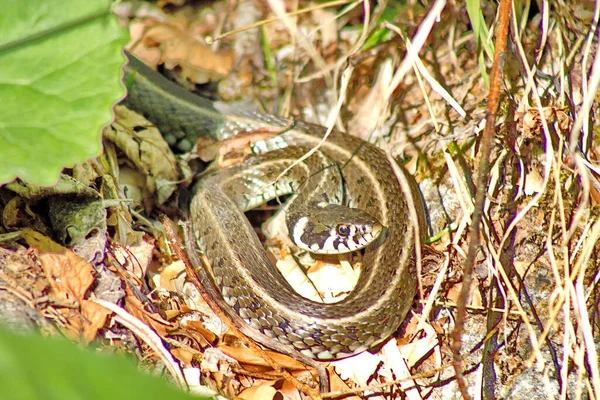 Egy Közeli Kép Egy Kis Kígyóról Erdő Padlóján — Stock Fotó