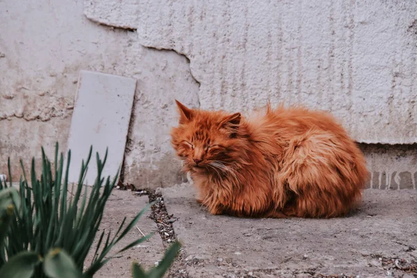Очаровательный Оранжевый Кот Закрытыми Глазами Сидящий Саду — стоковое фото