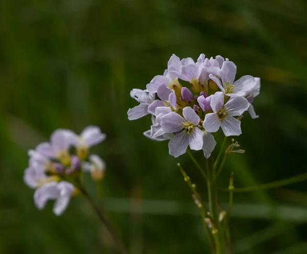 Vita Äng Kärnblommor Park — Stockfoto