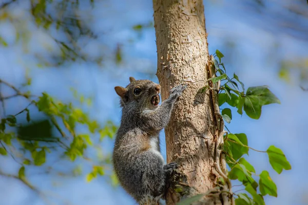 Angry Little Squirrel Climbing Tree Full Mouth — Stock Photo, Image