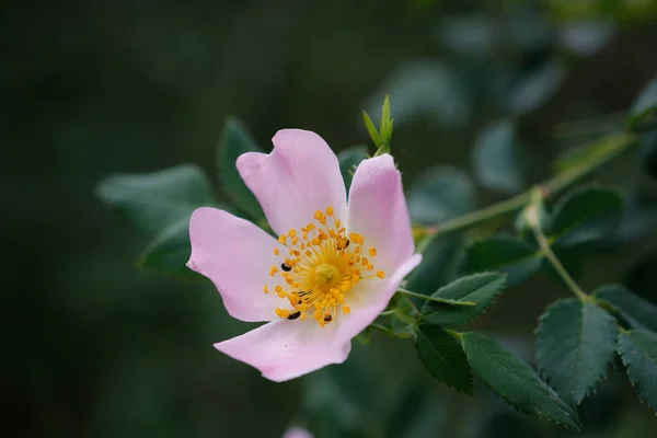 Gros Plan Délicate Rose Nootka Rose Hérissée Arbuste Vivace Dans — Photo