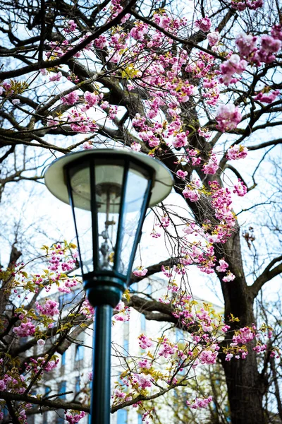 Closeup Classic Lamp Post Blooming Tree City Springtime — Stock Photo, Image