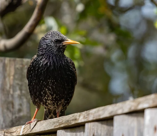 Een Oude Vliegenvanger Een Houten Hek Buurt Van Bomen — Stockfoto