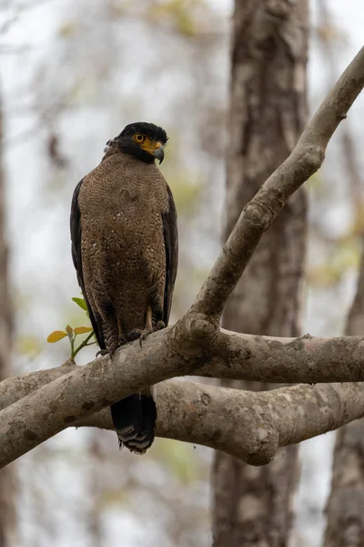 Colpo Verticale Aquila Serpente Crested Appollaiata Ramo Albero — Foto Stock