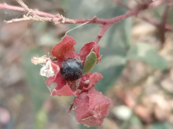 Primo Piano Pianta Caprifoglio Twinberry Fiore — Foto Stock