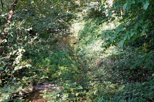 Спокойный Пейзаж Ручья Текущего Зеленом Лесу Горе — стоковое фото