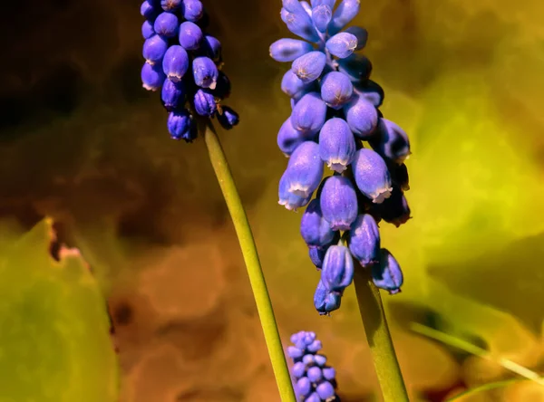 Selektiv Fokus Skott Vackra Lila Druva Hyacint Blommor — Stockfoto