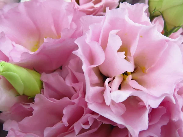 Hermoso Rosa Flores Eustoma Jardín — Foto de Stock