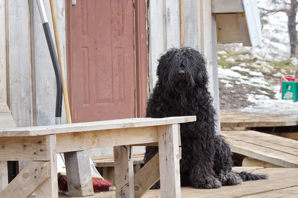 Gran Perro Negro Peludo Sentado Porche —  Fotos de Stock