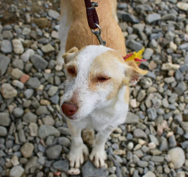 Closeup Shot Cute White Brown Dog Face — Stock Photo, Image