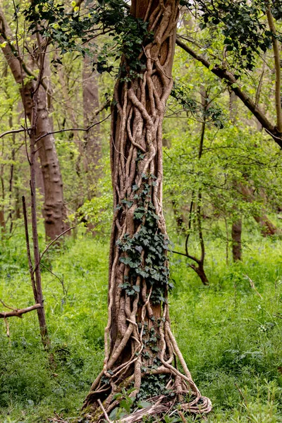 Een Verticaal Shot Van Klimop Boom — Stockfoto