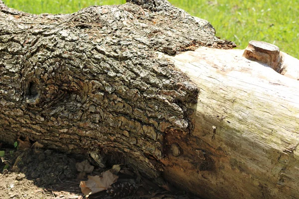 Крупный План Упавшего Фрагмента Дерева Поле Зеленой Травой — стоковое фото