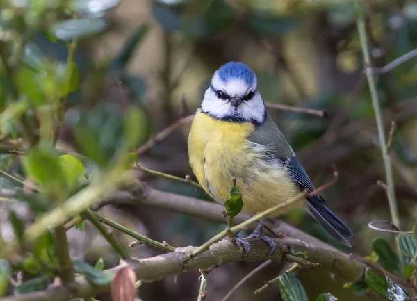 Blue Tit Perched Tree Branch — 스톡 사진