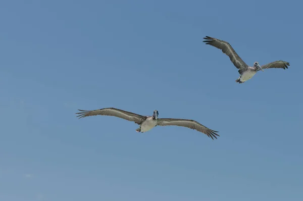 Een Lage Hoek Shot Van Twee Pelikanen Vliegen Met Blauwe — Stockfoto