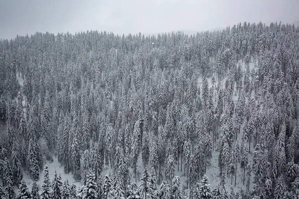 Plano Aéreo Bosque Las Montañas Con Árboles Suelo Cubierto Nieve — Foto de Stock