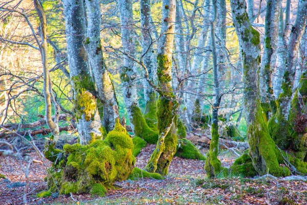 Uma Vista Árvores Com Musgo Fundo Floresta Roanne França — Fotografia de Stock