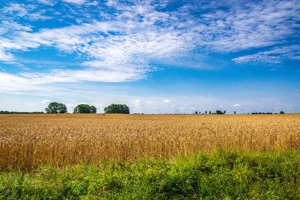 Zbliżenie Ujęcia Pola Pszenicy Pod Jasnym Niebem — Zdjęcie stockowe