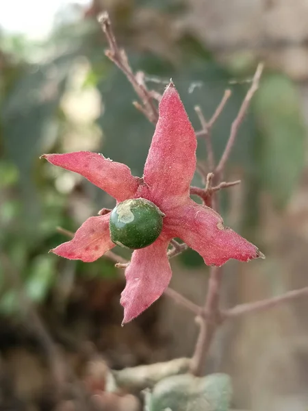 Вертикальний Отвір Квітучої Рослини Twinberry Honeysuckle — стокове фото