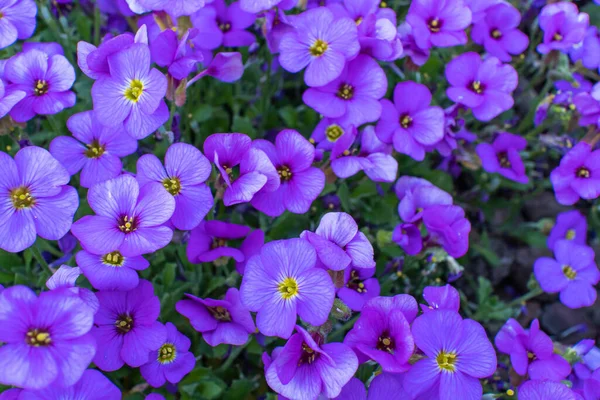 Närbild Bild Bild Blommande Aubrieta Blommor Våren — Stockfoto