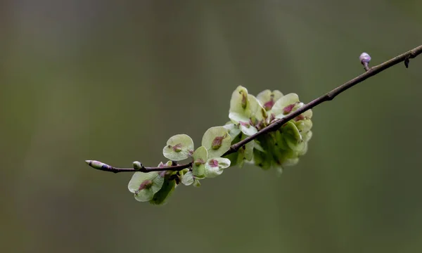 Primo Piano Frutti Immaturi Olmo Scozzese Ulmus Glabra — Foto Stock