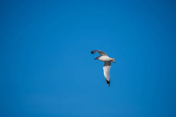 Uma Gaivota Voando Sob Céu Azul — Fotografia de Stock