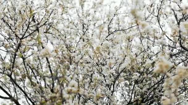 Branches Cerisier Avec Belles Fleurs Gros Plan Concept Printemps — Video