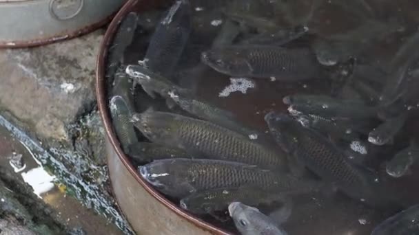Mercado Peixe Local Vendendo Peixes Venda Peixe Catla Carpa Uma — Vídeo de Stock