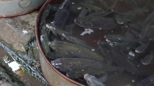 Τοπική Ψαραγορά Που Πουλάει Ψάρια Catla Κυπρίνος Πώληση Ψαριών Ένα — Αρχείο Βίντεο