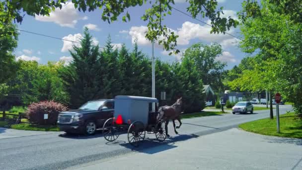 Amish Häst Som Kör Med Bilar Som Passerar Landsväg — Stockvideo