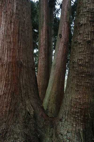 Vertikal Bild Jätte Sequoia Träd Skogen — Stockfoto