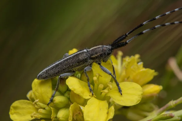 在背景模糊的森林里 黄花上有一只长角甲虫 — 图库照片