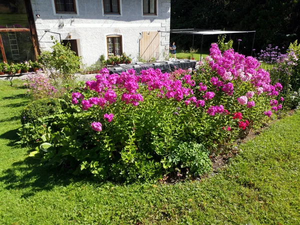 Zbliżenie Ujęcie Kwitnących Różowych Piwonii Ogrodzie Białym Budynkiem Tle — Zdjęcie stockowe