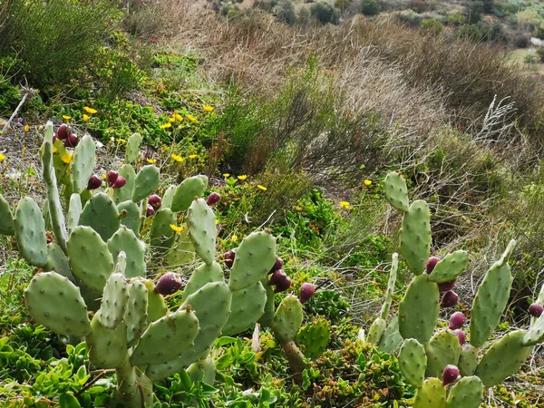 Green prickly pear cactuses grown in the field in summer