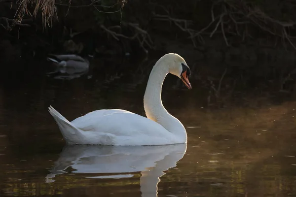 Osamělá Bílá Labuť Plovoucí Řece — Stock fotografie