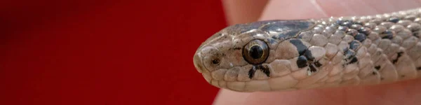 Enfoque Selectivo Una Serpiente Marrón Recién Nacida Conocida Como Storeria —  Fotos de Stock