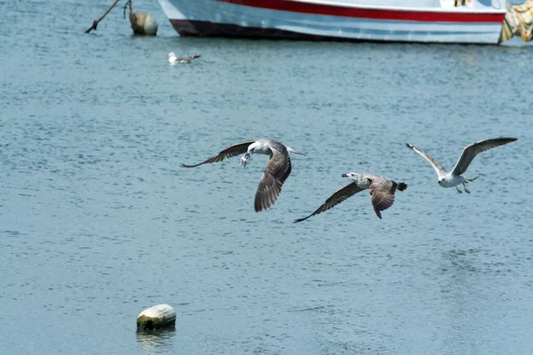 Magnifique Oiseau Volant Dessus Eau Mer — Photo