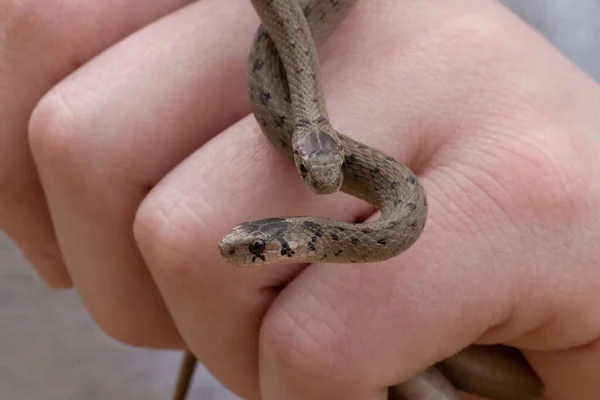 Eine Selektive Fokusaufnahme Einer Person Mit Zwei Neugeborenen Braunen Schlangen — Stockfoto