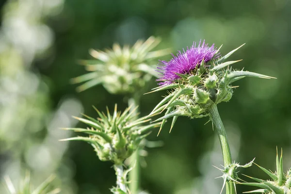 Μια Επιλεκτική Λήψη Του Milk Thistle Silybum Marianum Την Άνοιξη — Φωτογραφία Αρχείου