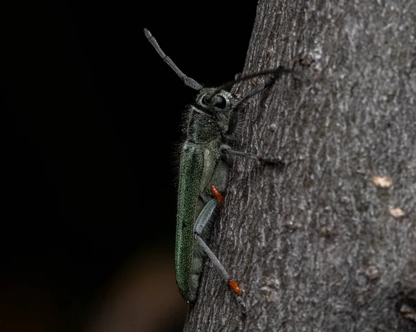 Selective Focus Shot Cricket Going Tree — Stock Photo, Image