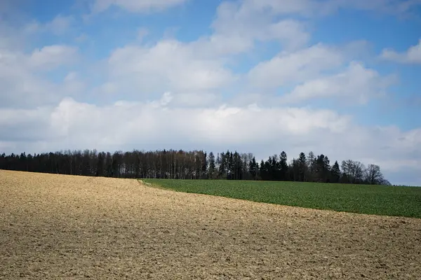 Zbliżenie Ujęcia Gruntów Rolnych Drzewami Błękitnym Niebem Tle — Zdjęcie stockowe