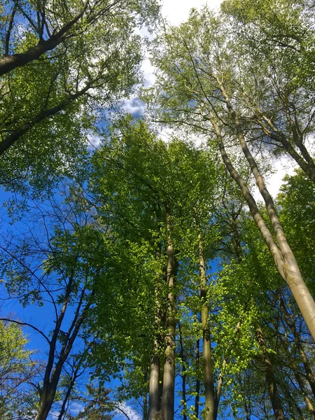 Tiro Bajo Ángulo Pinos Verdes Bosque Contra Cielo Azul Nublado — Foto de Stock