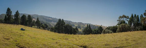 Hermoso Paisaje Árboles Siempreverdes Campo — Foto de Stock