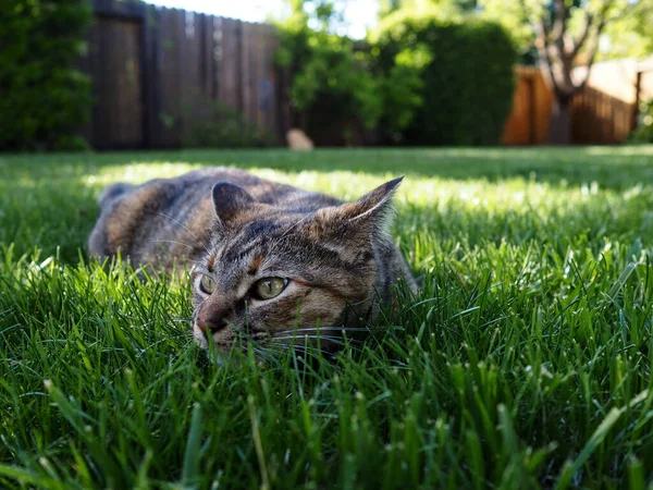 Selektiv Fokusbild Söt Katt Som Ligger Gräset Trädgård Färgning — Stockfoto