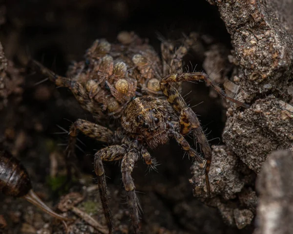 Děsivý Pavouk Hledící Kamery Díry Kmeni Stromu — Stock fotografie