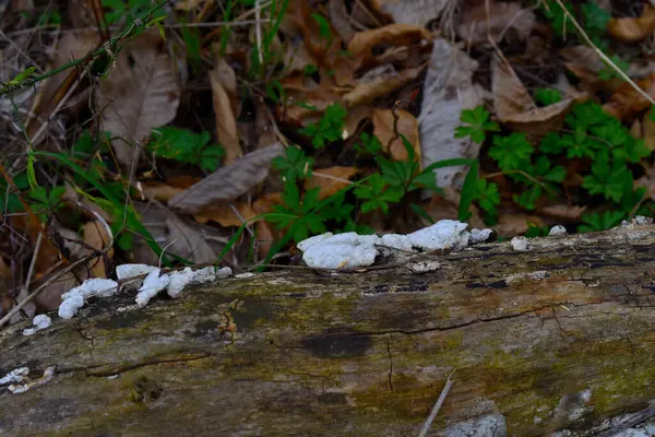 Eine Selektive Fokusaufnahme Eines Alten Baumstamms Einem Wald Der Mit — Stockfoto