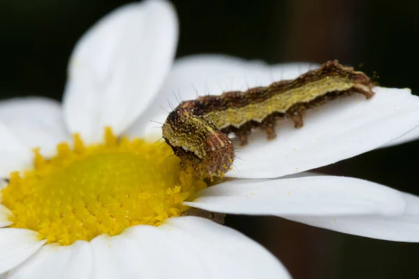 Primer Plano Una Oruga Marrón Sobre Una Flor Margarita Jardín — Foto de Stock