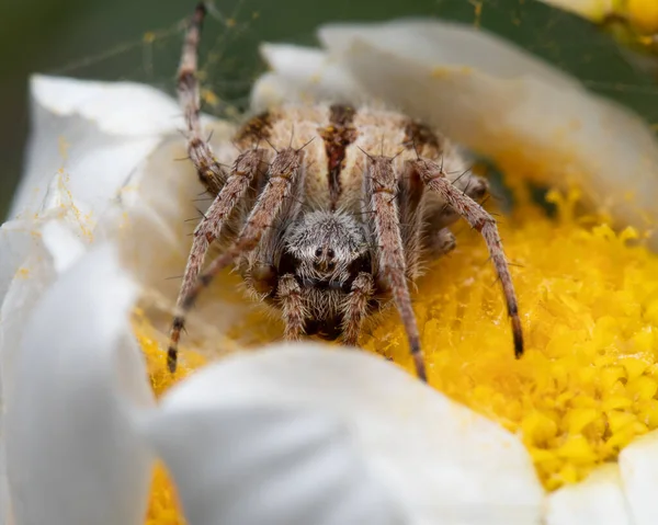 Eine Beängstigend Große Spinne Auf Einem Gänseblümchenfutter Mit Ihren Netzen — Stockfoto