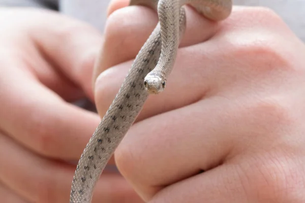 Wybiórcze Ujęcie Osoby Trzymającej Noworodka Brązowego Węża Znanego Jako Storeria — Zdjęcie stockowe