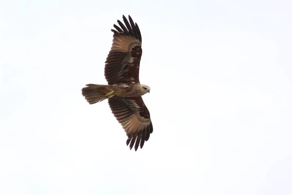 Majestuoso Águila Marina Volando Aislada Sobre Fondo Blanco —  Fotos de Stock