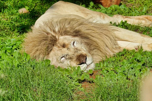 African Lion Relaxing Green Grass — Stock Photo, Image